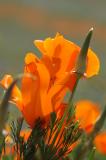 Antelope Valley/Poppy