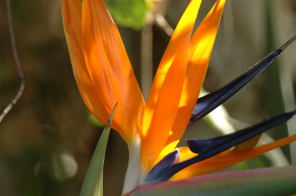 Flower18.jpg