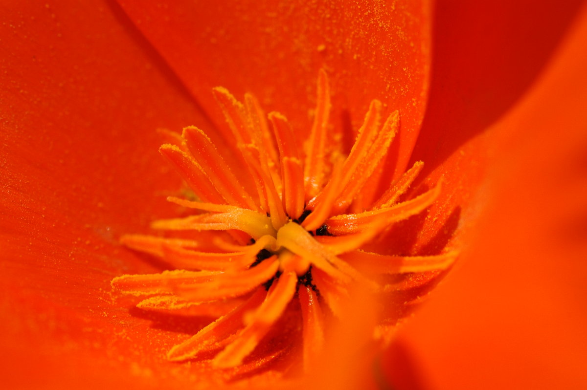 Antelope Valley/Poppy