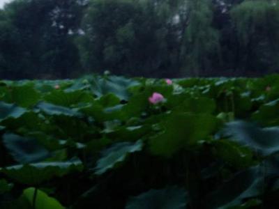 Lotus at dusk.