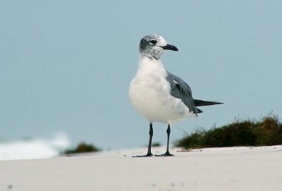 Gulls Eye View