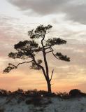 Sunrise-Pine
