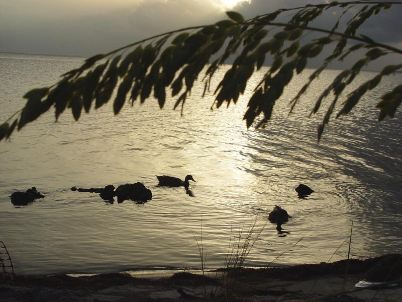 Mallard and Sea Oats