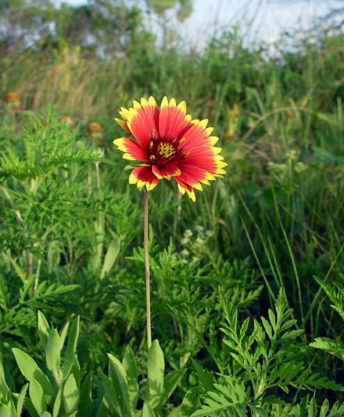 Wild Daisy on Stem
