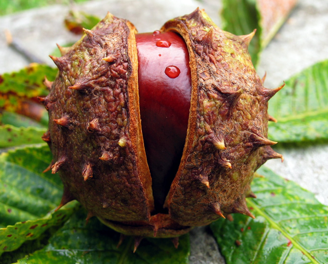 Horse Chestnut