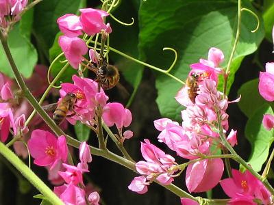 Honey bees on Coral Vine (Antigonon leptopus)