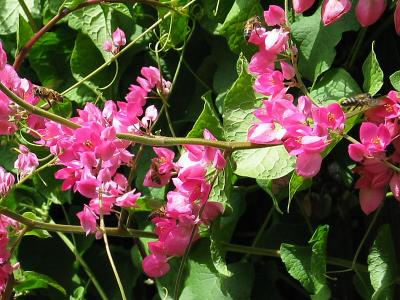 Honey bees on Coral Vine (Antigonon leptopus)