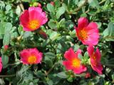 Hot Pink Purslane Group