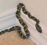 Bedroom Snake 3