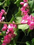 Honey bees on Coral Vine (Antigonon leptopus)