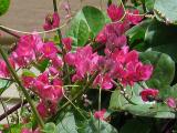 Honey bees on Coral Vine (Antigonon leptopus)