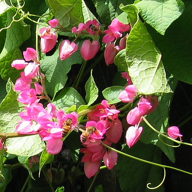Honey bees on Coral Vine (Antigonon leptopus)