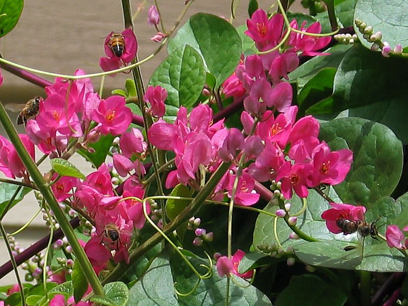 Honey bees on Coral Vine (Antigonon leptopus)