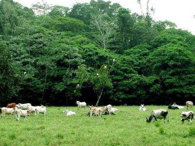 Vacas en La Curena