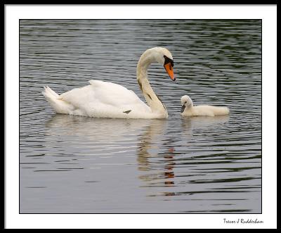 Swan and Cygnet