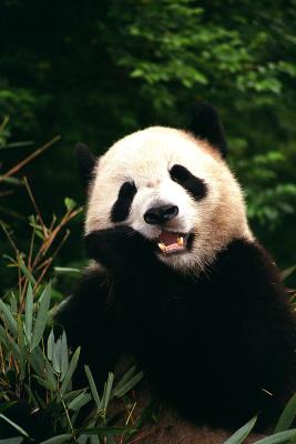 panda eating.jpg