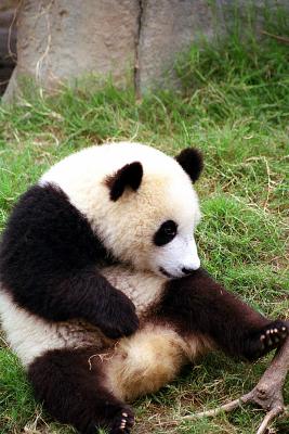 young panda.jpg