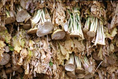 turnips or mushrooms.jpg