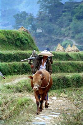 farmer near Miao village