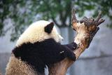 panda in reserve near Cheng Du.jpg
