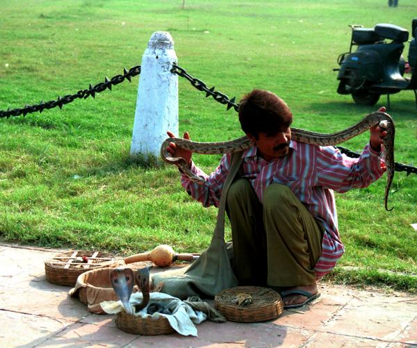 delhi snake charmer