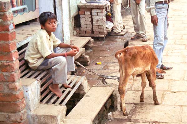 boy-with-cow.jpg