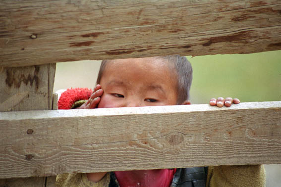 peeking thru the gate.jpg