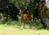 Whitetail Buck