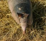 Armadillo