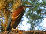 Green Heron Adult