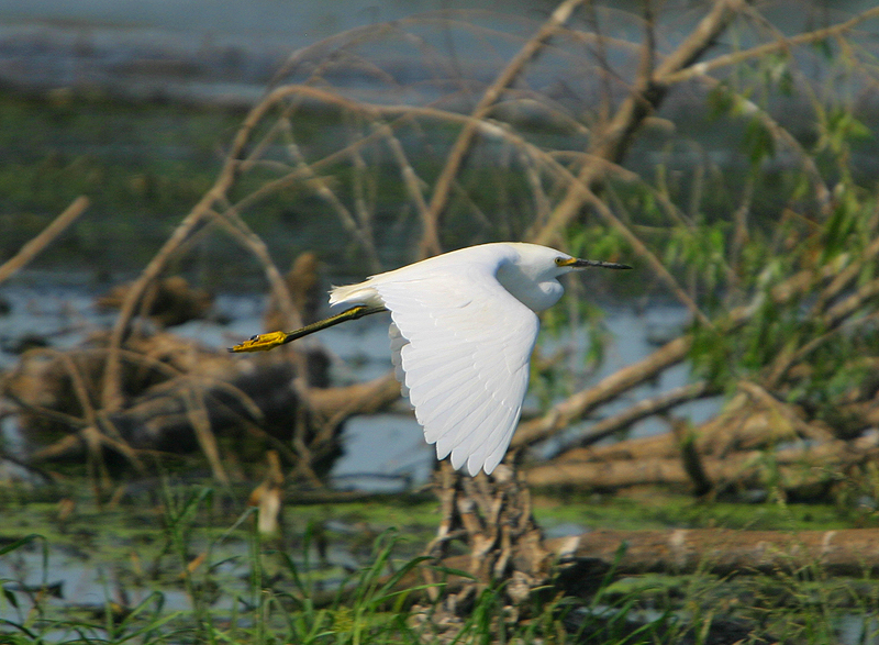 Snowy Egret Flying