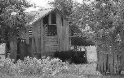 Old Barn + Cows