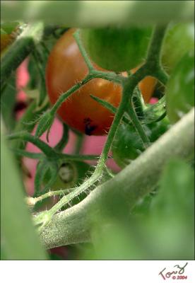 First Cherry Tomatoe Showing Color