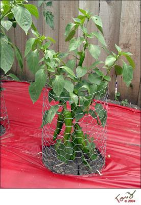 Smaller Pepperoncini Plant