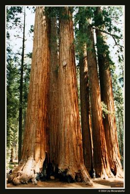 sequoia2 Kopie.jpg