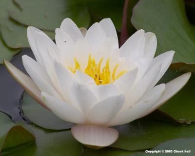 White Water Lily