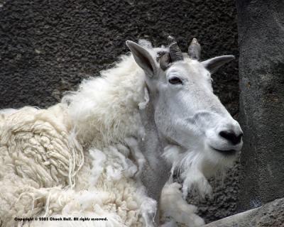 White on Black Goat