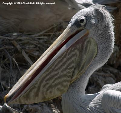 Pelican