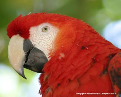 Red Polly