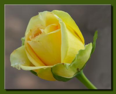 Yellow Rose Bud