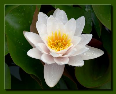 White Water Lily