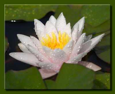 White Water Lily