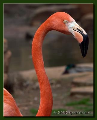 Mister Long Neck