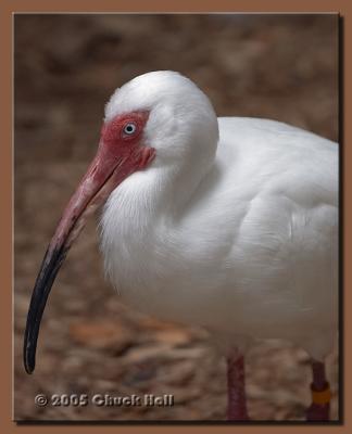 White Ibis