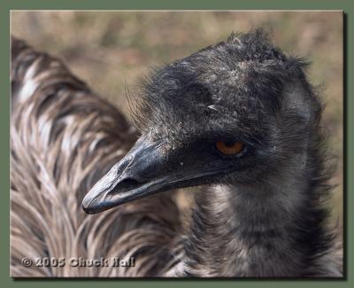 Are You Lookin' At Me?