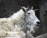 White on Black Goat