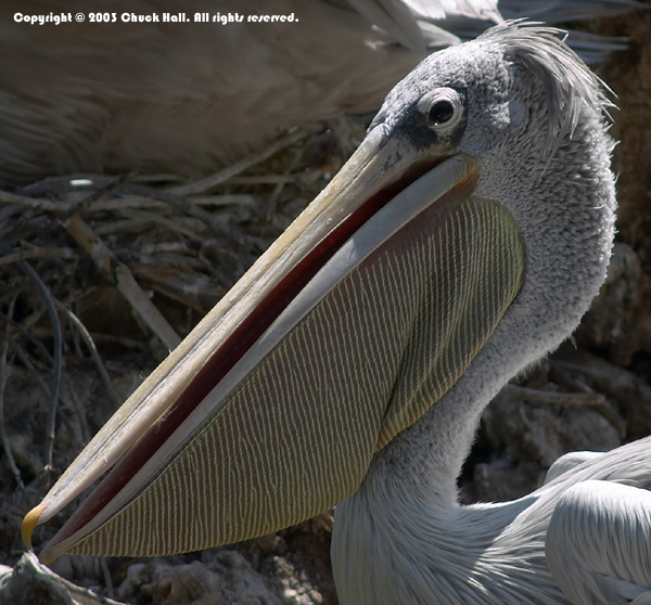 Pelican