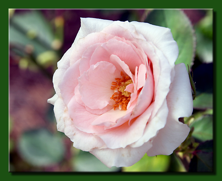 Pink Rose