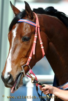 Acadamy of Arts winner of the Akubra Handicap 2