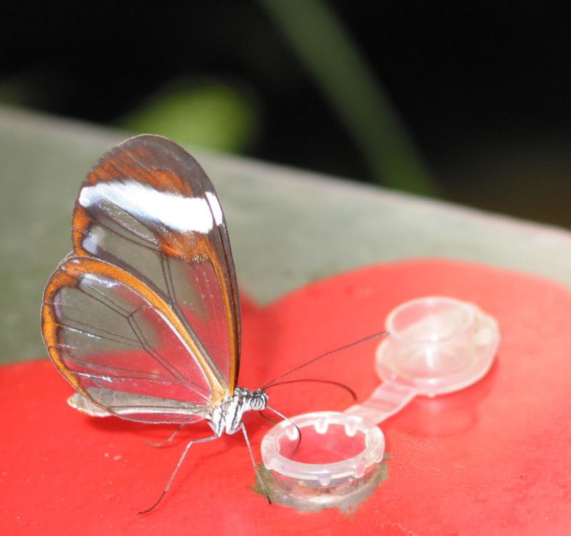 Glasswing butterfly feeding